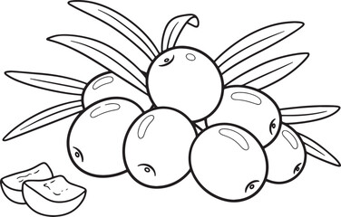 Outlined sea buckthorn berry cluster with leaves on a light back