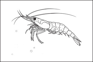 Intricate brine shrimp illustration capturing detailed crustacea