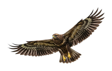 Fototapeta premium Majestic hawk in flight over scenic landscape nature aerial wildlife conservation isolated on transparent background