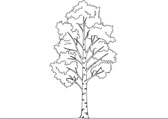 Minimalist line drawing of a paper birch tree, botanical illustration 