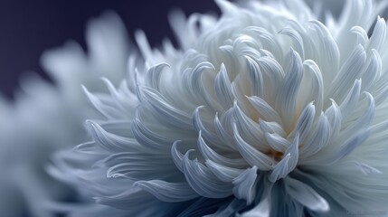 Close-Up of a White Chrysanthemum with Detailed Petal Texture and Subtle Lighting