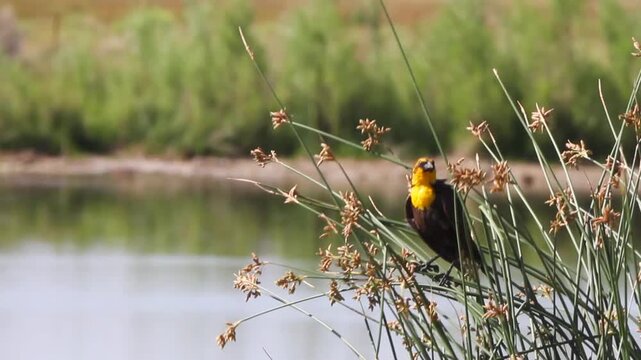 Female Yellow-headed Blackbird in bulrushes at Monte Vista National Wildlife Refuge, with sound