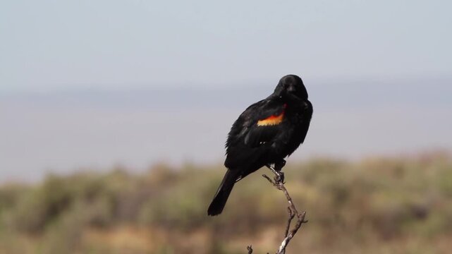 Male Red-winged Blackbird sings and displays his epaulets, closeup shot with sound