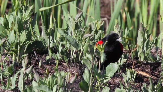 Male Red-winged Blackbird sings and displays his epaulets, closeup shot with sound