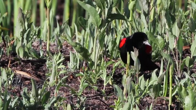 Male Red-winged Blackbird sings and displays his epaulets, closeup shot with sound