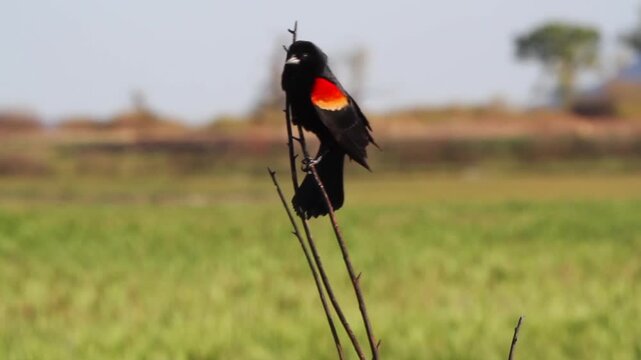 Male Red-winged Blackbird sings and displays his epaulets, closeup shot with sound