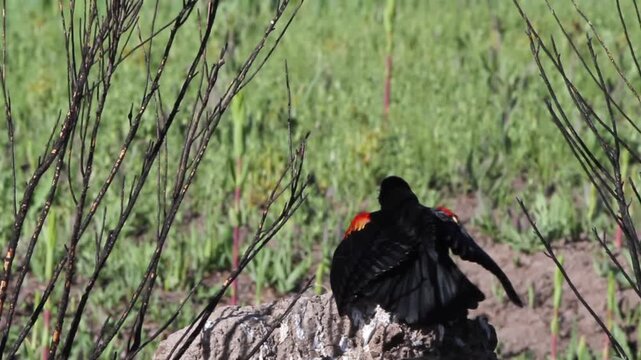 Male Red-winged Blackbird sings and displays his epaulets, closeup shot with sound