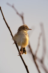 Small bird perched on a branch.