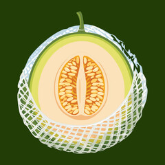 Cross-Section View of a Green Cantaloupe Fruit - Vector Illustration