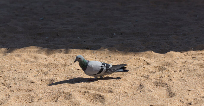 A legless pigeon on a sandy beach of the red Sea is looking for food.