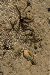 Ophiocoma scolopendrina in its natural habitat. African fauna of the Red Sea.