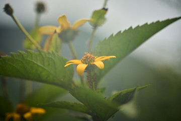 Yellow flower in the fog