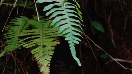 Lush Green Fern Leaves in Dark Forest Environment Nature Background