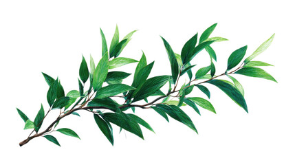 Leafy green branch with a few leaves on it