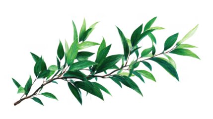 Leafy green branch with a few leaves on it