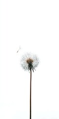 A single dandelion seed head, some seeds adrift on a white background, showcasing delicate wispy seeds and a slender stem