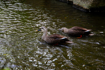 Eastern Spot-billed Duck in Komatsugawa Sakaigawa Water Park in Tokyo, Japan