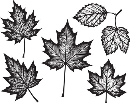 Detailed black and white woodcut illustration of isolated fall l