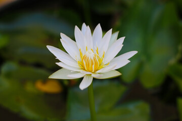 White water lily in full bloom
