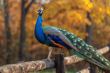 Obraz premium Elegant Peacock Showing Iridescent Tail Feathers in Rustic Setting
