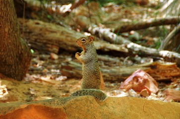 squirrel in the park