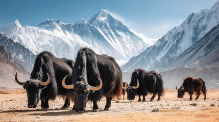 Qiangtang Grasslands of Tibet with Grazing Yaks under Vast Blue Sky and Distant Snow-Capped Peaks in a Cinematic Plateau Landscape
