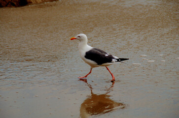 Seagull Walking on the Beach