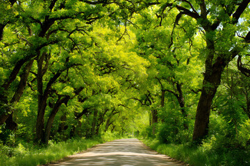 Fototapeta premium Tree-lined country road
