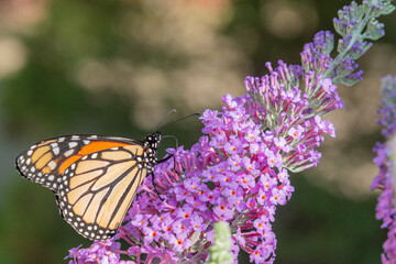 Orange monarch butterfly feeding from purple flowers of butterfly bush