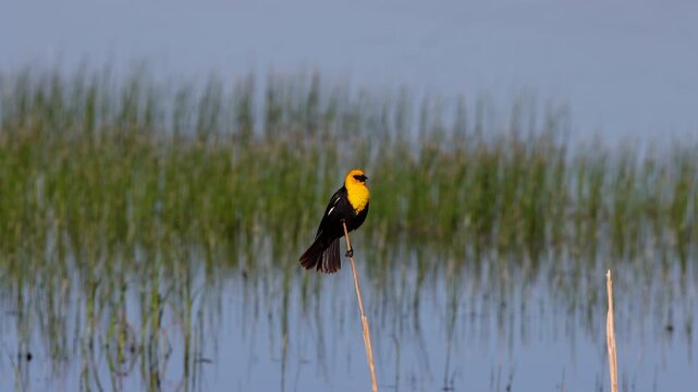 Male Yellow-headed Blackbird in a marsh in Alamosa National Wildlife Refuge in Colorado