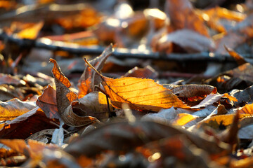 冬の早朝、薄霜が降りた落ち葉の絨毯に朝日が差し込む