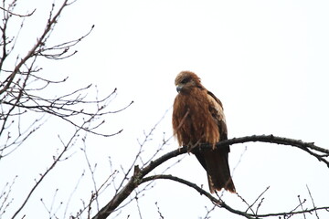 木にとまるトビ