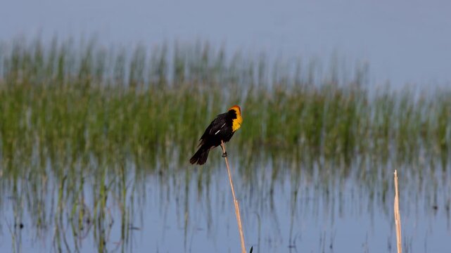 Male Yellow-headed Blackbird in a marsh in Alamosa National Wildlife Refuge in Colorado