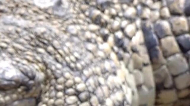Crocodile Snout Macro, Nostrils and Scaly Skin Texture