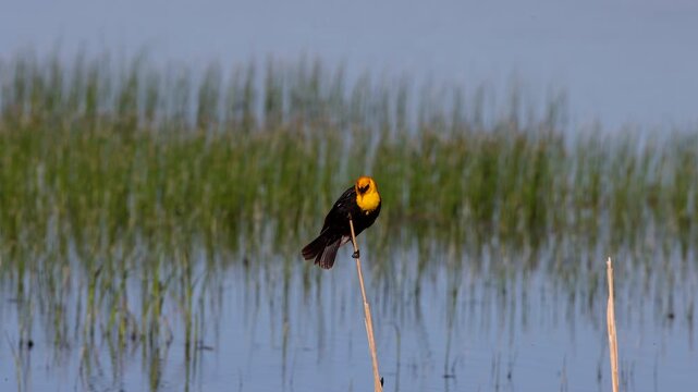 Male Yellow-headed Blackbird in a marsh in Alamosa National Wildlife Refuge in Colorado