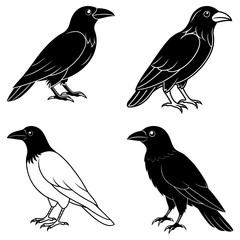 Obraz premium Four stylized crows depicted in black and white with varied poses and plumage markings visible clearly