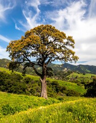 Fototapeta premium A majestic oak tree stands alone in a verdant valley, hills rising in the background under a partly cloudy sky