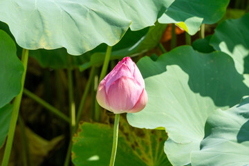 花を閉じているハスの花