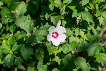 白いむくげの花