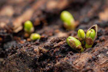 Sprouting Seeds in Soil