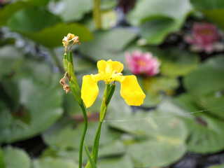 黄色の菖蒲