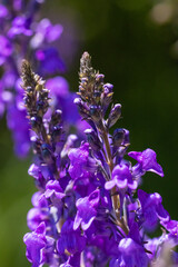 初夏を彩るサルビア