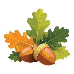 Fresh autumn oak leaves and acorns on a branch for a design © color