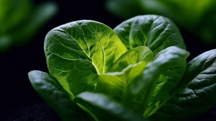 Close up of bright green lettuce leaves showing intricate vein patterns