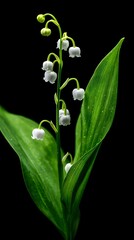 Obraz premium Lily of the Valley Elegance Delicate White Blooms and Lush Green Leaves Against a Deep Black Backdrop Exuding Serenity