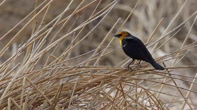 Male Yellow-headed Blackbird in a marsh in Alamosa National Wildlife Refuge in Colorado