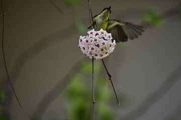 
A beautiful portrait of a Purple-rumped Sunbird gracefully clinging to a thin vine, looking up at a unique cluster of star-shaped white flowers.