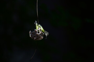 
A beautiful portrait of a Purple-rumped Sunbird gracefully clinging to a thin vine, looking up at a unique cluster of star-shaped white flowers.