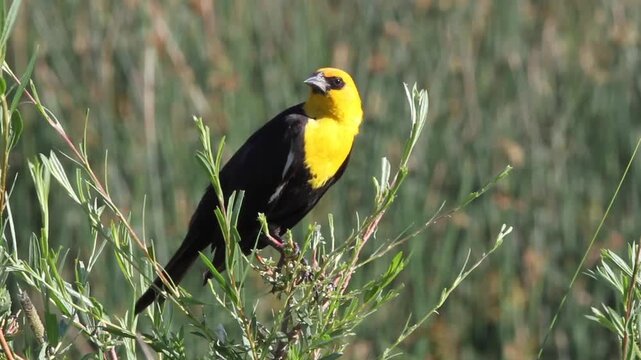 Closeup of a male Yellow-headed Blackbird 1, with sound
