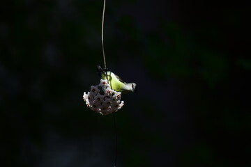 
A beautiful portrait of a Purple-rumped Sunbird gracefully clinging to a thin vine, looking up at a unique cluster of star-shaped white flowers.